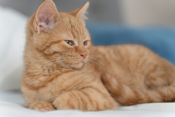 Relaxed ginger tabby kitten lying on a white bed in soft natural light, cozy home interior with blurred blue pillow in the background.