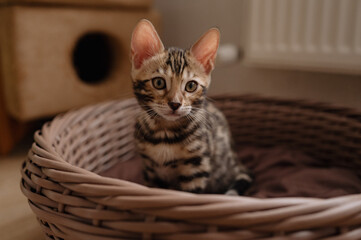 Small young bengal kitten sitting inside its cozy woven basket