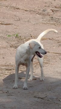 White Stray Dog Standing on Dirt Road in Khao Yai Thailand