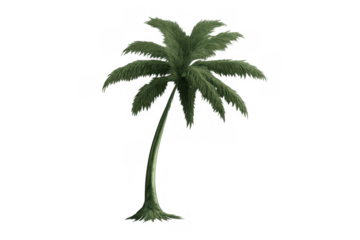 Palm tree with green fronds and curved trunk, reaching towards the sky, tropical plant on a transparent background