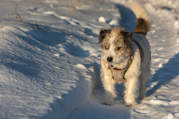 dog running in snow