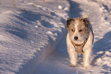 dog in snow