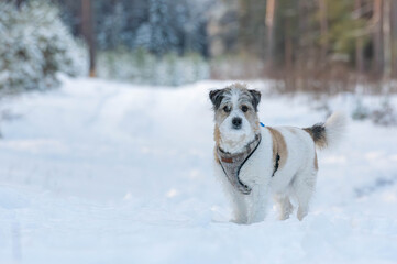 dog in snow
