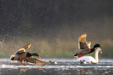 Dwie kaczki krzyżówki startujące z tafli wody, rozpryskujące krople w porannym świetle. Dynamiczna scena dzikiej przyrody z łabędziem w tle i miękkim, naturalnym bokeh. © Arkadiusz Baczyk