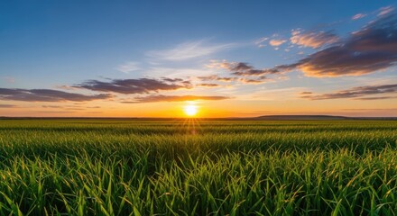 Golden hour sunset over a vast green field with bright sun rays piercing through the horizon and a beautiful sky filled with colorful clouds at dusk