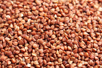 Brown grains of uncooked buckwheat groats close up. Healthy food ingredient