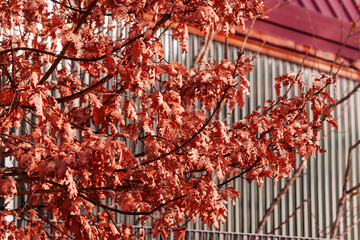 Red autumn leaves on tree branches against an industrial background with metal fence and building facade. Seasonal urban scene 