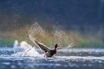 Kaczor krzyżówki gwałtownie startujący z powierzchni wody, z rozłożonymi skrzydłami i efektownym rozbryzgiem kropel. Dynamiczna scena dzikiej przyrody w naturalnym świetle. © Arkadiusz Baczyk
