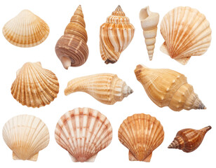 Collection of Various Seashells, Isolated on Transparent Background