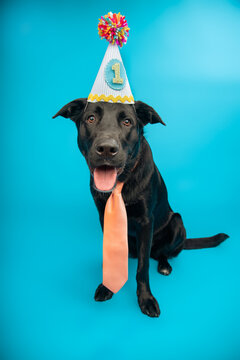 Portrait of a black german shepherd dog wearing a first birthday party hat and tie