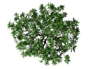 Top view of Plumeria tree or frangipani tree with white flowers isolated. Ancient plumeria tree