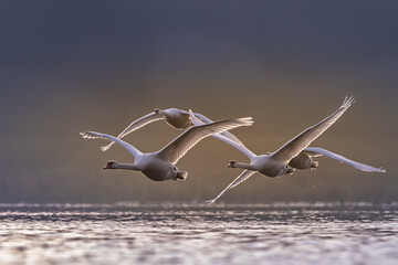 Stado łabędzi niemych lecących nisko nad taflą wody w miękkim, porannym świetle. Elegancka scena dzikiej przyrody z wyraźną dynamiką lotu i spokojnym tłem. © Arkadiusz Baczyk