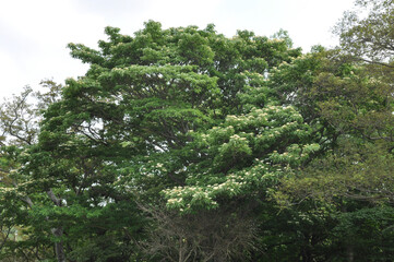 Fototapeta premium Large-leaf dogwood Cornus macrophylla of Cornaceae is a deciduous tree with large leaves and white summer flowers. This is an authentic optical photography on location.