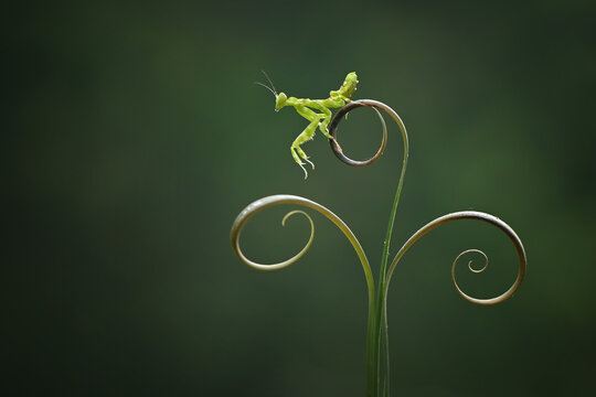 Close-up of a green mantis on a coiled plant stem, Indonesia