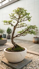 Bonsai Tree in White Ceramic Pot