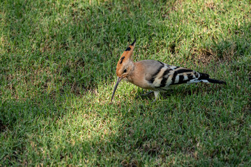 A hoopoe bird walks on the grass looking for food. The bird has a distinctive appearance with a unique crest. Sunlight illuminates the scene. © Павел Чепелев