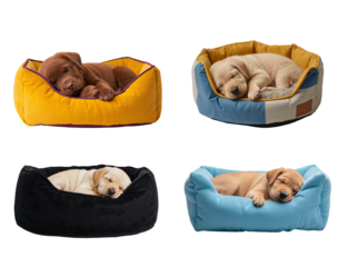 A charming Labrador dog sleeps in a warm fluffy bed, isolated on transparent background