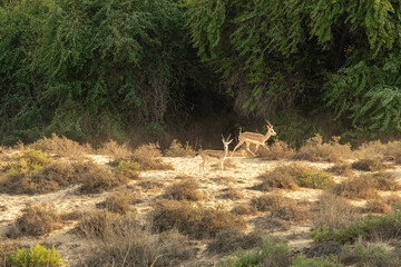 Two gazelles walk across a patch of dry ground near a dense forest during the afternoon. Plants and bushes surround them as they search for food and shelter.