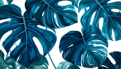Close-up of large, vibrant blue monstera leaves against black