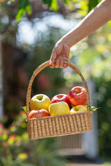 Hand holding a wicker basket filled with fresh red and green apples outdoors in natural sunlight, symbolizing harvest, organic fruit, healthy eating, and farm to table lifestyle.