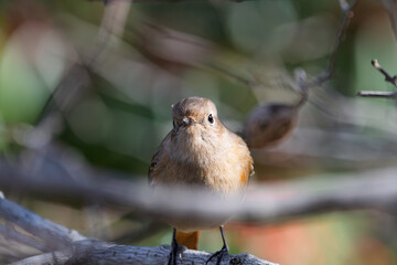 冬の枝に止まりこちらを見つめるジョウビタキの雌の野鳥
