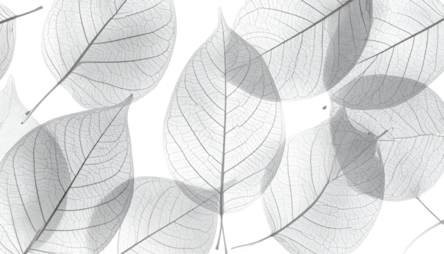 Delicate overlapping grayscale leaves showing fine vein detail against black - Powered by Adobe