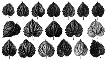 Monochrome illustration of diverse detailed foliage on black