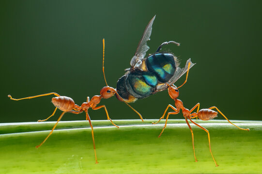 Close-up of two ants standing on a leaf fighting over a dead fly, Indonesia