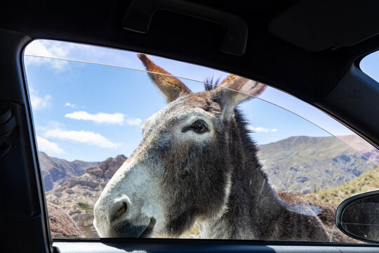 Curious donkey looking inside a car window in the Andes Argentina