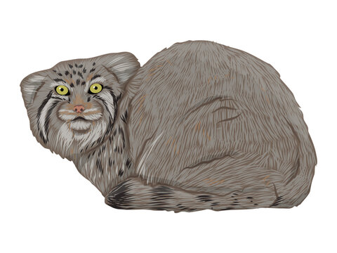 Manul is sitting. Realistic cat animals of Asia. Vector animals
