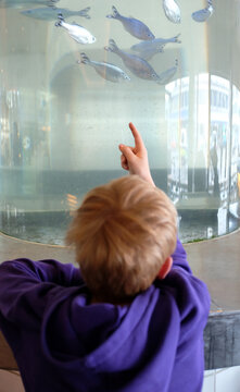 Child with red hair points at fish in aquarium in Copenhagen Meatpacking District