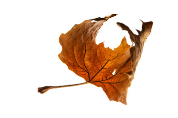 Dried brown leaf cut out. Autumn dried brown leaf with detailed texture, studio quality. Precisely cut out with transparent background, ideal for decoration, design projects and stock use.
