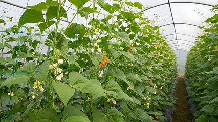 Green Bean Plants with Young Pods in Farm
