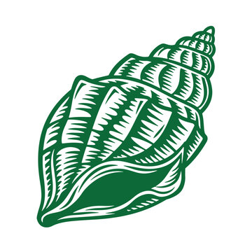 green seashell illustration with detailed texture and swirling pattern on transparent background one object