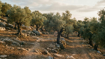 Olive grove on rocky hillside in Mediterranean landscape