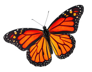 Overhead shot of an open-winged butterfly showcasing vibrant orange, black, and white markings