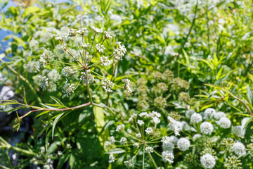 Cow Parsley Anthriscus sylvestris with Delicate White Umbel Flowers