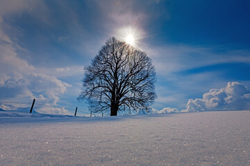 Winter - Baum - malerisch - Allg&auml;u - Wittelsbacher H&ouml;he - Schnee 