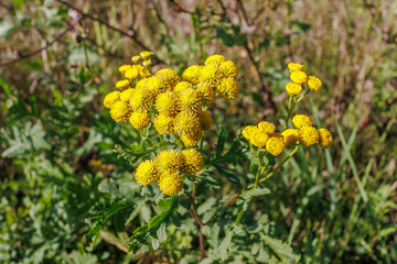 Tansy flowers with bright yellow blooms outdoors