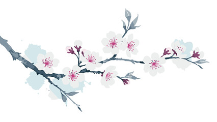 Fototapeta premium Elegant watercolor cherry blossom branch on clean white background