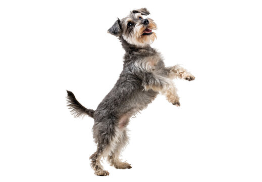Energetic schnauzer dog jumping playfully with front paws raised, isolated on a transparent background