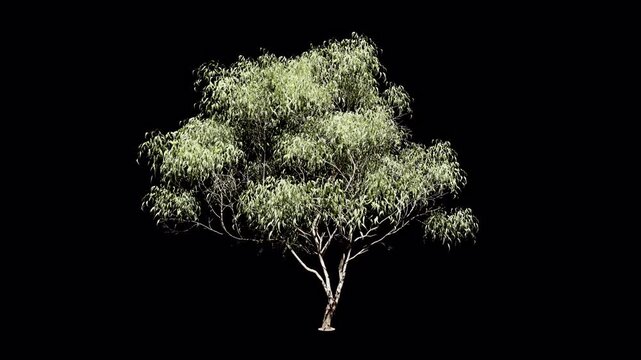 Green Leafy Tree Rotating on Black Background