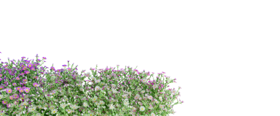 Flower shurbs isolated on white background