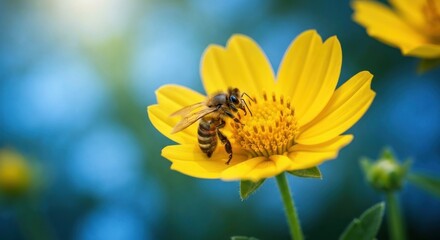 A bee gathers pollen from a bright yellow flower, set against a blurred blue background