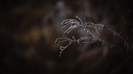 Natural background, frozen and hoarfrost covered plants against a dark background, lots of copyspace