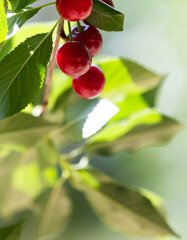 Sour cherry farm in an orchard close up
