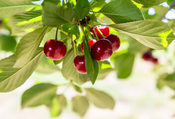Sour cherry farm in an orchard close up