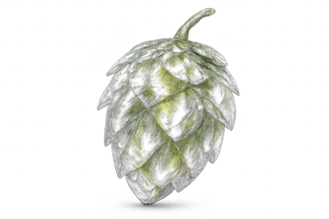 Detailed hop cone illustration on a transparent background artwork.