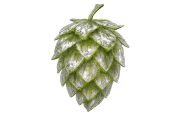 Hops cone illustration, green flower, transparent background, isolated art