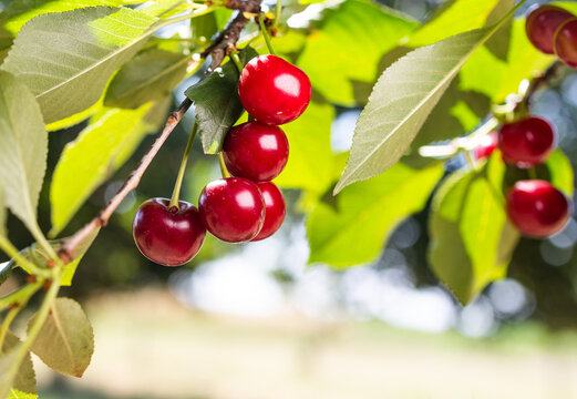 Sour cherry farm in an orchard close up